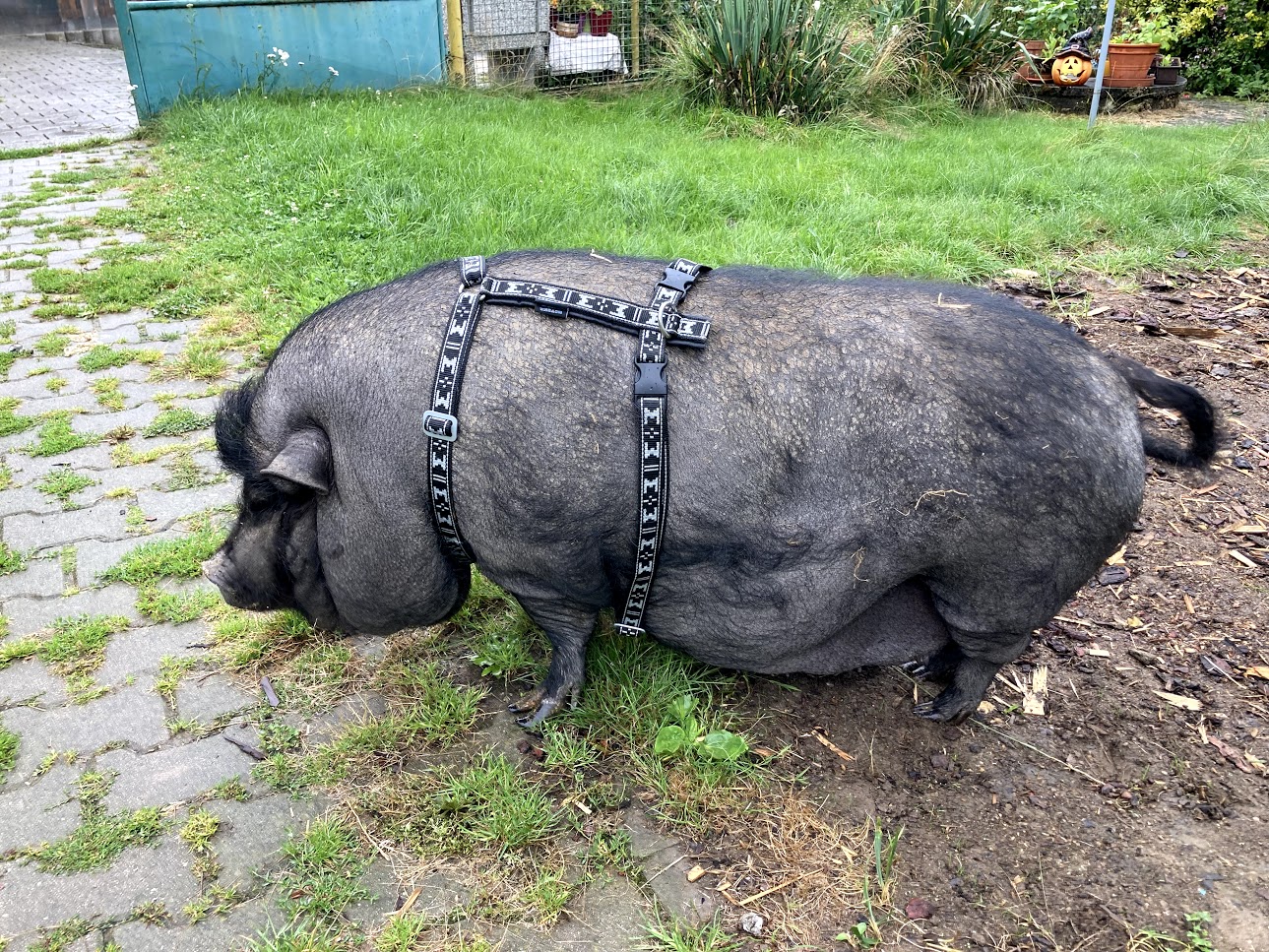 postroj na miniprasátko